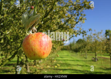 Une variété du patrimoine mûrs 'apple Miel Norfolk Russet' est accroché une branche dans un village anglais verger sur une journée ensoleillée d'automne Norfolk England UK Banque D'Images