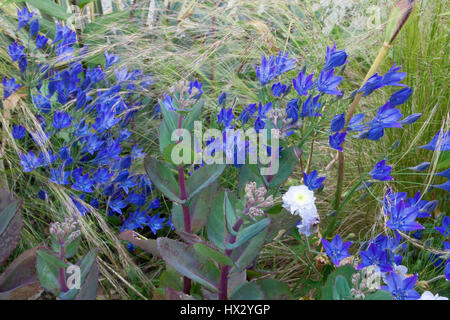 Le Triteleia laxa 'Konongin Fabiola' Banque D'Images