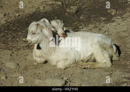 Chèvres bébé blanc de détente. Banque D'Images