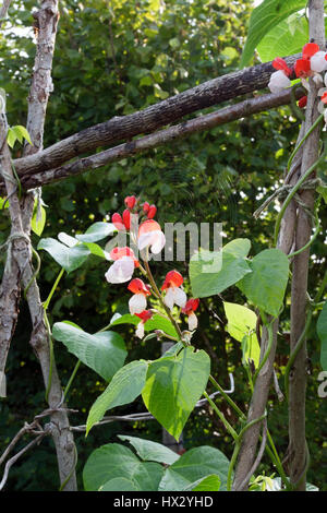 Les plantes en fleur haricot Banque D'Images