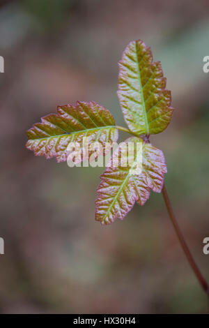 Le sumac ; Mount Pisgah Arboretum, Willamette Valley, Oregon. Banque D'Images