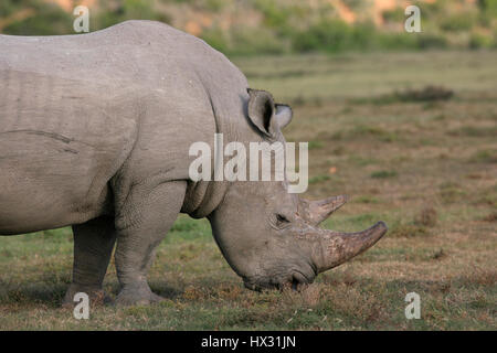 Un rhinocéros blanc mange de l'herbe, lors d'un safari dans une réserve privée en Afrique du Sud le 18 mars 2017. © John Voos Banque D'Images