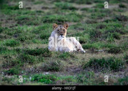 Une lionne est assis sur l'herbe, lors d'un safari, dans une réserve privée en Afrique du Sud le 18 mars 2017. © John Voos
