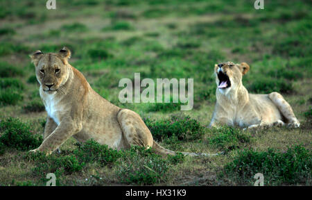 Une lionne bâille comme un autre lionne est assis sur l'herbe lors d'un safari, sur une réserve privée en Afrique du Sud le 18 mars 2017. © John Voos