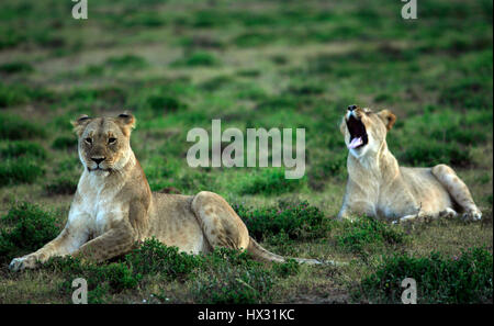 Une lionne bâille comme un autre lionne est assis sur l'herbe lors d'un safari, sur une réserve privée en Afrique du Sud le 18 mars 2017. © John Voos