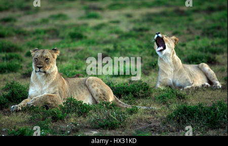 Une lionne bâille comme un autre lionne est assis sur l'herbe lors d'un safari, sur une réserve privée en Afrique du Sud le 18 mars 2017. © John Voos