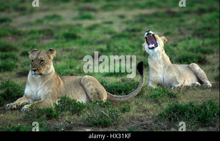 Une lionne bâille comme un autre lionne est assis sur l'herbe lors d'un safari, sur une réserve privée en Afrique du Sud le 18 mars 2017. © John Voos