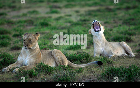 Une lionne bâille comme un autre lionne est assis sur l'herbe lors d'un safari, sur une réserve privée en Afrique du Sud le 18 mars 2017. © John Voos
