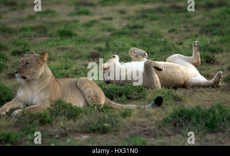 Une lionne roule sur son dos comme une autre lionne est assis sur l'herbe lors d'un safari dans une réserve privée en Afrique du Sud le 18 mars 2017. © John Voos