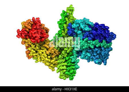 L'intérieur de bactéries Pseudomonas aeruginosa biofilm,ordinateur illustration.Il s'agit d'aérobie à Gram négatif,entériques,de,.P.aeruginosa procaryote provoque des infections de la peau, les infections des voies urinaires une septicémie.Il produit un pigment bleu-vert,bleu,qui caractérise la pyocyanine produite par l'infection du pus.C'est Banque D'Images