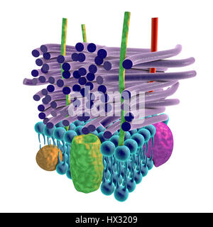 Bactéries Gram-positives paroi cellulaire bactérienne, artwork. Les couches horizontales : une membrane plasmatique (bleu) contenant des protéines transmembranaires (vert, jaune et violet). Au-dessus c'est une épaisse couche de peptidoglycane (violet) c'est tenue ensemble par des acides teichoïque (rouge) et acides lipoteichoïques (vert). C'est ce qu'on appelle une paroi cellulaire gram positif parce que l'épaisse couche de peptidoglycane conserve la coloration de Gram qui aide à identifier la vie microbienne. Banque D'Images