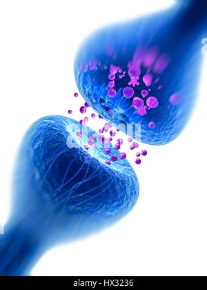 Synapse. Illustration d'ordinateur d'une synapse, la jonction entre deux neurones. Synapses transmettent les signaux électriques d'une cellule nerveuse à l'autre. Lorsque le signal atteint la synapse elle déclenche la libération de substances chimiques appelées neurotransmetteurs. Les neurotransmetteurs traversent un écart microscopique appelé fente synaptique et passer par satellite récepteur dans la cellule nerveuse (en haut), où elles déclenchent une impulsion électrique. Banque D'Images