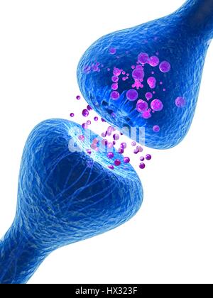 Synapse. Illustration d'ordinateur d'une synapse, la jonction entre deux neurones. Synapses transmettent les signaux électriques d'une cellule nerveuse à l'autre. Lorsque le signal atteint la synapse elle déclenche la libération de substances chimiques appelées neurotransmetteurs. Les neurotransmetteurs traversent un écart microscopique appelé fente synaptique et passer par satellite récepteur dans la cellule nerveuse (en haut), où elles déclenchent une impulsion électrique. Banque D'Images