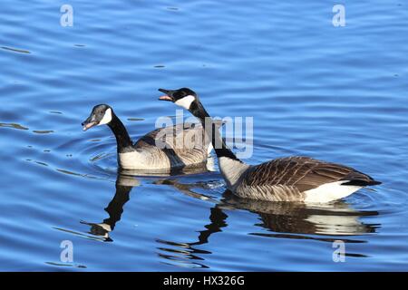 Deux bernaches du Canada à l'autre en klaxonnant les oiseaux sur le lac. Banque D'Images