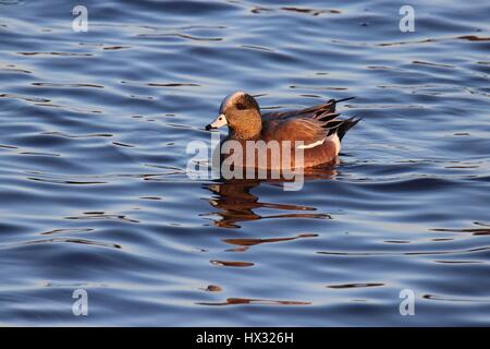 Un mâle canard d'Amérique (Anas americana) nager sur un lac Banque D'Images