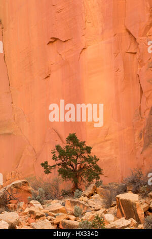 Mur tapisserie avec pin pinyon, Capitol Reef National Park, Utah Banque D'Images