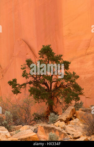 Mur tapisserie avec pin pinyon, Capitol Reef National Park, Utah Banque D'Images