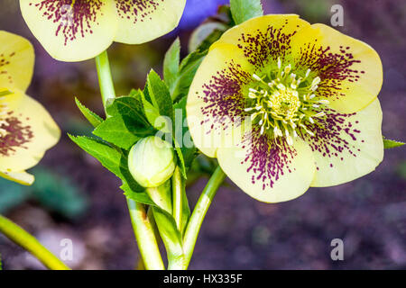 Hellébore jaune Helleborus orientalis 'Gelber Smetterling', hellébores rose de Lenten Banque D'Images