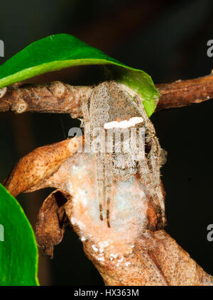 Tissage de Orb Orb Weaver ou araignée (Araneus sp.) garder son cocon, New South Wales, NSW, Australie Banque D'Images