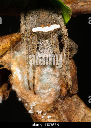 Tissage de Orb Orb Weaver ou araignée (Araneus sp.) garder son cocon, New South Wales, NSW, Australie Banque D'Images