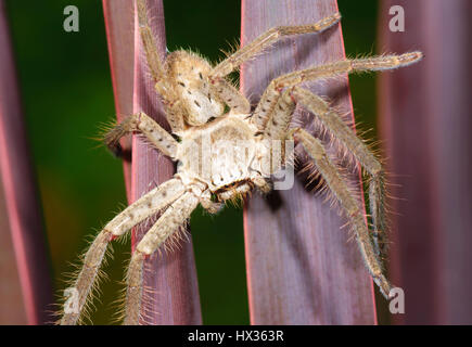 Détails d'une araignée Huntsman (Holconia sp.) reposant sur le feuillage, New South Wales, NSW, Australie Banque D'Images