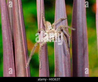 Araignée Huntsman (Holconia sp.) reposant sur le feuillage, New South Wales, NSW, Australie Banque D'Images