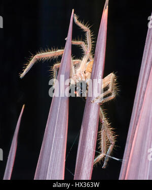 Vue de dessous une araignée Huntsman (Holconia sp.) sur le feuillage, New South Wales, NSW, Australie Banque D'Images