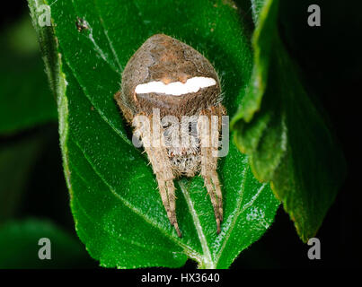 Tissage de Orb Orb Weaver ou araignée (Araneus sp.) sur le feuillage, New South Wales, NSW, Australie Banque D'Images