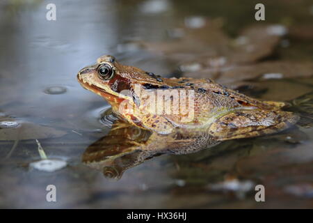 European common frog (Rana temporaria) assis dans l'eau peu profonde, Malscheid Réserve Naturelle, Siegerland, Rhénanie du Nord-Westphalie Banque D'Images