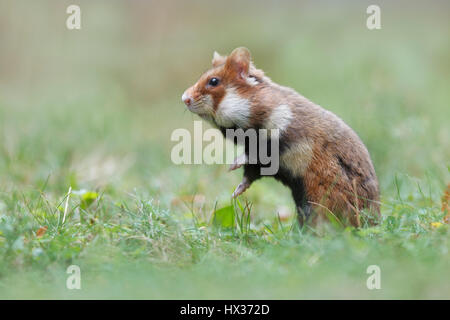 Grand hamster (Cricetus cricetus) standing in meadow, Autriche Banque D'Images