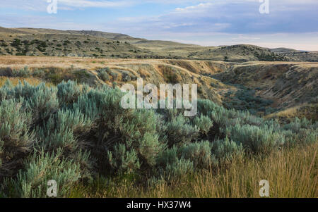 Le paysage accidenté de bush land et ondulations de la prairie à l'aube, près de Billings, Montana, USA. Banque D'Images