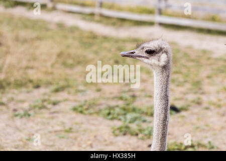 La tête d'un gros plan d'autruche à l'air libre. L'autruche à la ferme a l'air le long de la clôture Banque D'Images