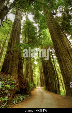 Redwood Forest Road - d'une route de gravier dans une forêt de redwood. Banque D'Images