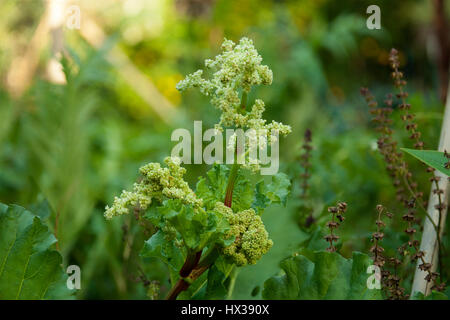 Rhubarbe (Rheum rhabarbarum) fleurs. Banque D'Images