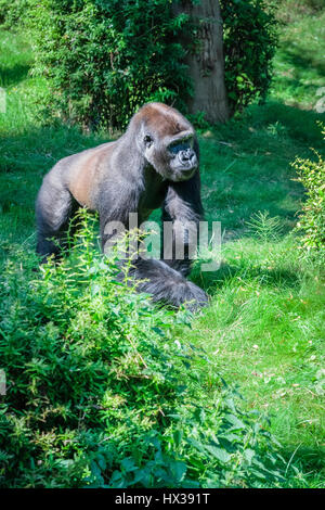 Gorille de l'Ouest - le plus grand des primates vivant Banque D'Images