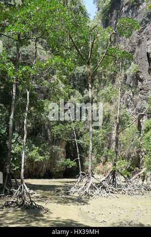 Les palétuviers dans lagon peu profond sur panak island, Thaïlande Banque D'Images