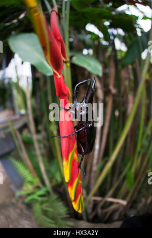 Homme du scarabée rhinocéros, Rhino beetle marcher sur une branche du fleur rouge. Banque D'Images