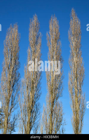 Quatre Peupliers de Lombardie, Populus nigra italica, une variété de peuplier noir. Le Gloucestershire, Royaume-Uni Banque D'Images