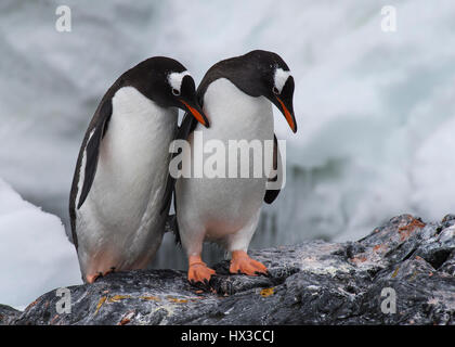 Manchots dans Antarcdtica rock sur le Banque D'Images