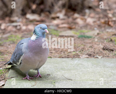 Close up wood pigeon debout sur une dalle de béton Banque D'Images