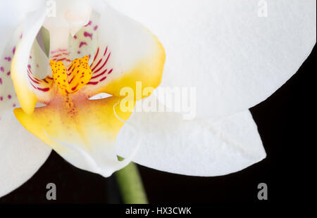 Close up Phalaenopsis, orchidée papillon de fleurs sur fond noir Banque D'Images