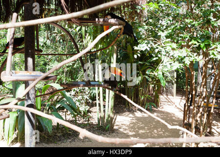 Toucan oiseau sur la nature dans la région de Foz do Iguazu, Brésil. La faune du Brésil Banque D'Images