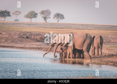 Groupe d'éléphants d'eau potable de la rivière Chobe au coucher du soleil. Safari de faune et croisière en bateau dans le Parc National de Chobe, Botswana Namibie bor Banque D'Images