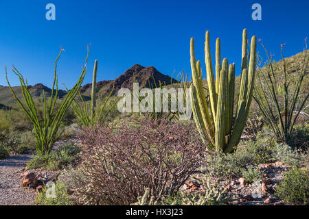 La végétation du désert de cactus dans le tuyau d'Orgue Cactus National Monument, Arizona, USA. Banque D'Images