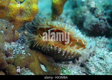 Figuier européenne cockle mye (Acanthocardia echinata) sous l'eau sur le fond de la Mer Méditerranée Banque D'Images