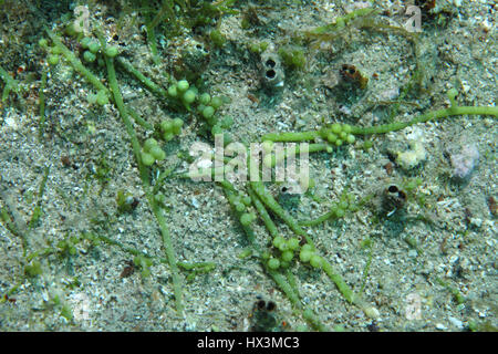 Les raisins de la mer algues (Caulerpa racemosa) sous l'eau dans la mer Méditerranée Banque D'Images