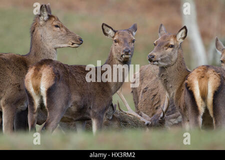 Red Deer dans le parc du château de Powis, propriété du National Trust, près de Welshpool Powys, Pays de Galles, Royaume-Uni, Banque D'Images