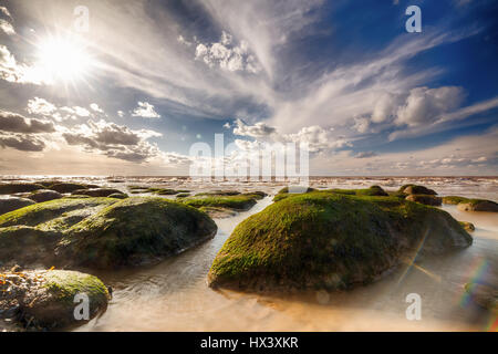 Beaux affleurements d'algues sur la côte de North Norfolk au coucher du soleil. Les nuages blancs et ciel bleu avec un large point de vue basse Banque D'Images