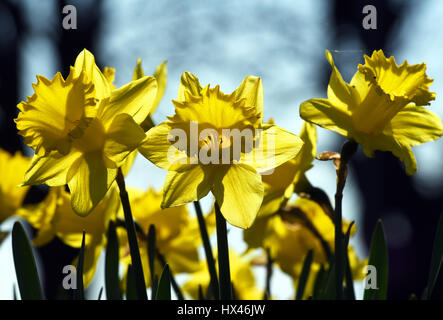 Düsseldorf, Allemagne. Mar 23, 2017. Jonquilles jaune en fleur dans un champ près de la rivière du Rhin à Düsseldorf, Allemagne, 23 mars 2017. - Pas de service de fil - Photo : Horst Ossinger//dpa/Alamy Live News Banque D'Images