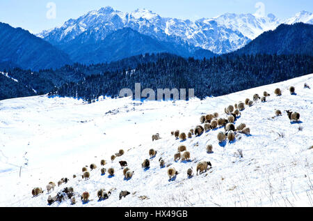 Zhangye, la province de Gansu. 24Th Mar, 2017. Moutons paissent sur la neige dans la montagne Qilian Zhangye Ville, nord-ouest de la Chine, la province de Gansu, le 24 mars 2017. Credit : Wang Jiang/Xinhua/Alamy Live News Banque D'Images